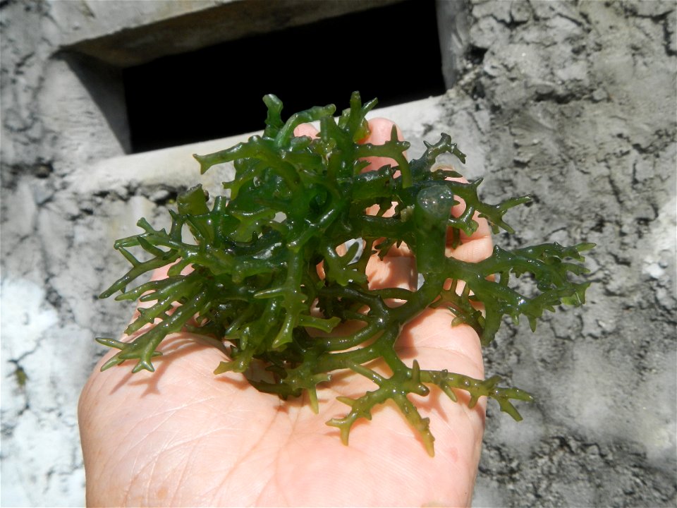 Caulerpa lentillifera   sea grapes or green caviar umi-budō (海ぶどう), Arosep
Edible seaweed  Medicinal plants Pagkaing-dagat Biyolohiyang pandagat