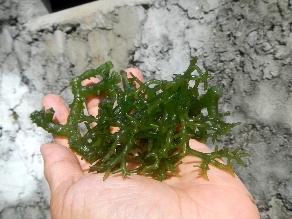 Caulerpa lentillifera   sea grapes or green caviar umi-budō (海ぶどう), Arosep
Edible seaweed  Medicinal plants Pagkaing-dagat Biyolohiyang pandagat
