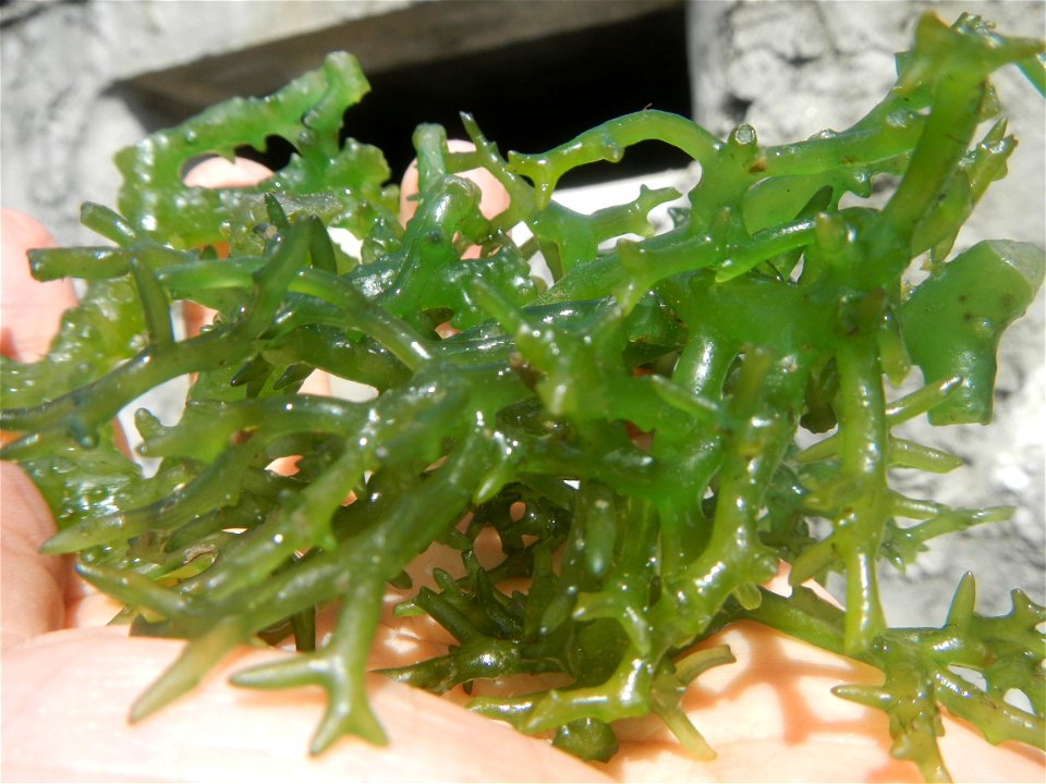 Caulerpa lentillifera   sea grapes or green caviar umi-budō (海ぶどう), Arosep
Edible seaweed  Medicinal plants Pagkaing-dagat Biyolohiyang pandagat