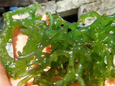 Caulerpa lentillifera   sea grapes or green caviar umi-budō (海ぶどう), Arosep
Edible seaweed  Medicinal plants Pagkaing-dagat Biyolohiyang pandagat