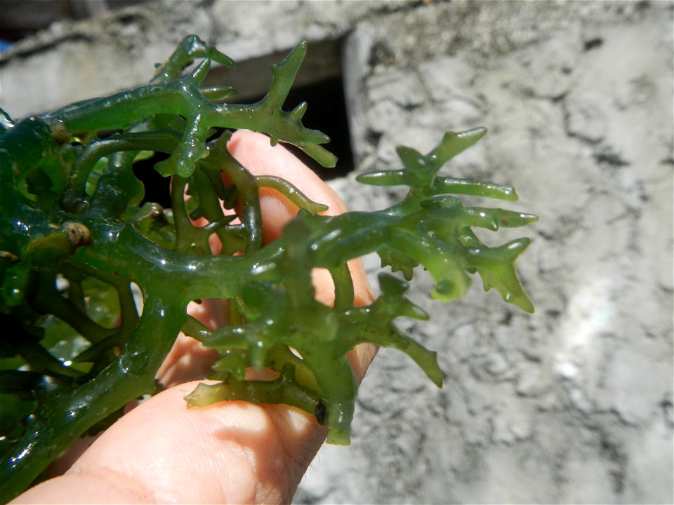 Caulerpa lentillifera   sea grapes or green caviar umi-budō (海ぶどう), Arosep
Edible seaweed  Medicinal plants Pagkaing-dagat Biyolohiyang pandagat