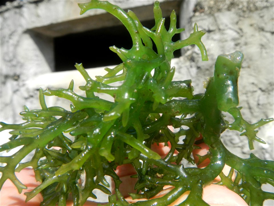 Caulerpa lentillifera   sea grapes or green caviar umi-budō (海ぶどう), Arosep
Edible seaweed  Medicinal plants Pagkaing-dagat Biyolohiyang pandagat