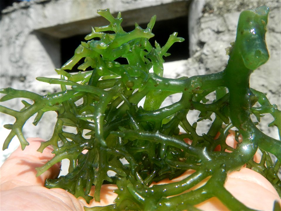 Caulerpa lentillifera   sea grapes or green caviar umi-budō (海ぶどう), Arosep
Edible seaweed  Medicinal plants Pagkaing-dagat Biyolohiyang pandagat