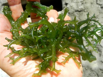 Caulerpa lentillifera   sea grapes or green caviar umi-budō (海ぶどう), Arosep
Edible seaweed  Medicinal plants Pagkaing-dagat Biyolohiyang pandagat
