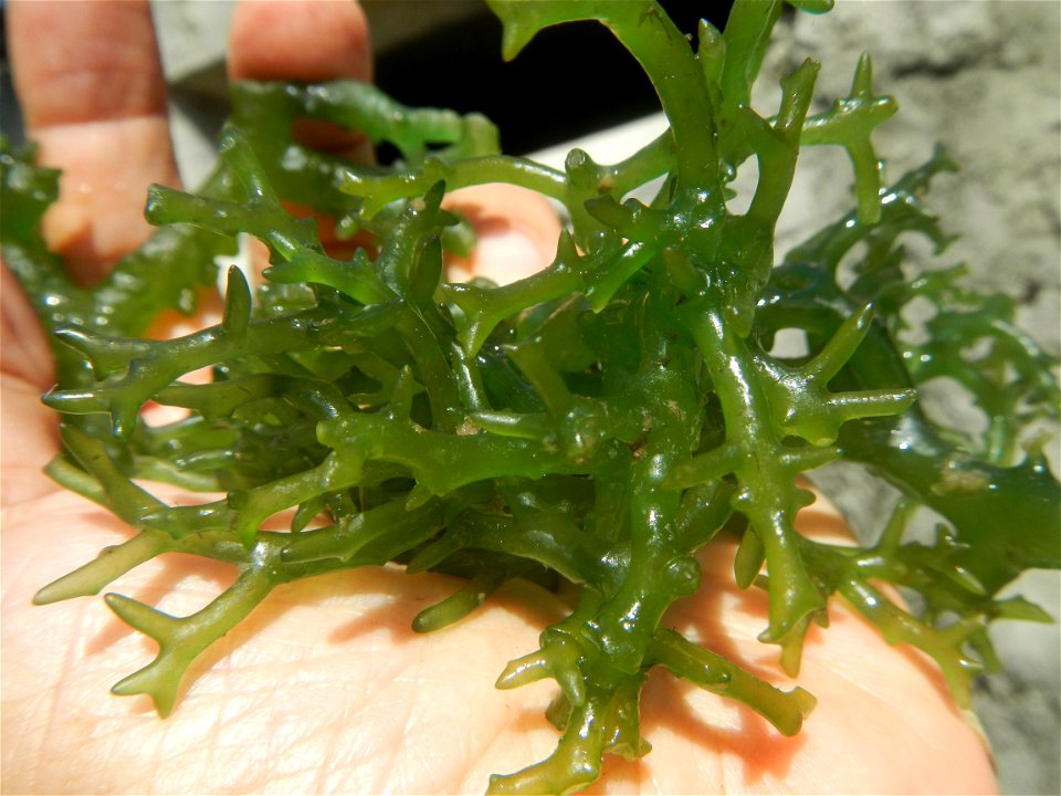 Caulerpa lentillifera   sea grapes or green caviar umi-budō (海ぶどう), Arosep
Edible seaweed  Medicinal plants Pagkaing-dagat Biyolohiyang pandagat