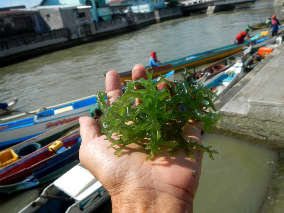 Caulerpa lentillifera   sea grapes or green caviar umi-budō (海ぶどう), Arosep
Edible seaweed  Medicinal plants Pagkaing-dagat Biyolohiyang pandagat