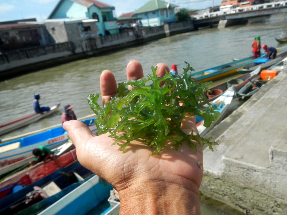 Caulerpa lentillifera   sea grapes or green caviar umi-budō (海ぶどう), Arosep
Edible seaweed  Medicinal plants Pagkaing-dagat Biyolohiyang pandagat