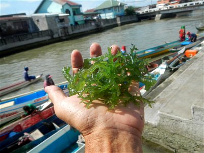 Caulerpa lentillifera sea grapes or green caviar umi-budō (海ぶどう), Arosep Edible seaweed Medicinal plants Pagkaing-dagat Biyolohiyang pandagat photo