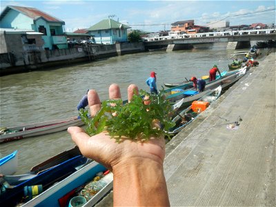 Caulerpa lentillifera   sea grapes or green caviar umi-budō (海ぶどう), Arosep
Edible seaweed  Medicinal plants Pagkaing-dagat Biyolohiyang pandagat