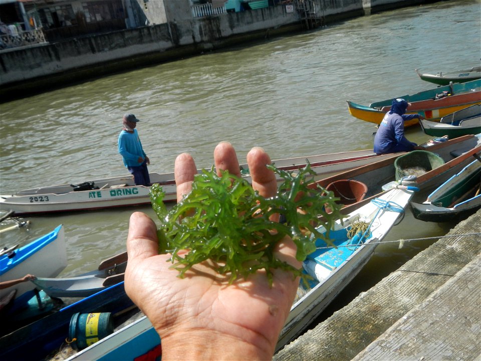 Caulerpa lentillifera   sea grapes or green caviar umi-budō (海ぶどう), Arosep
Edible seaweed  Medicinal plants Pagkaing-dagat Biyolohiyang pandagat