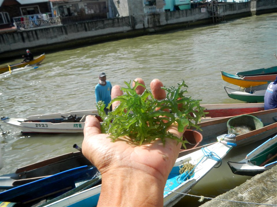 Caulerpa lentillifera   sea grapes or green caviar umi-budō (海ぶどう), Arosep
Edible seaweed  Medicinal plants Pagkaing-dagat Biyolohiyang pandagat