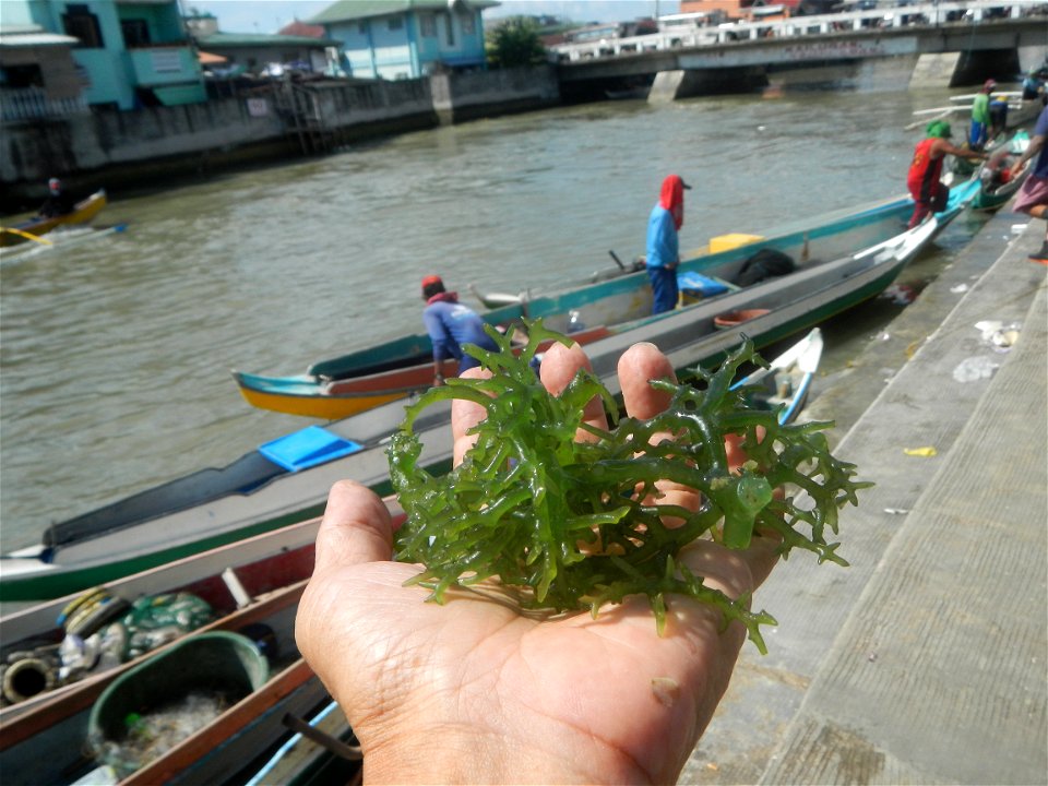 Caulerpa lentillifera   sea grapes or green caviar umi-budō (海ぶどう), Arosep
Edible seaweed  Medicinal plants Pagkaing-dagat Biyolohiyang pandagat