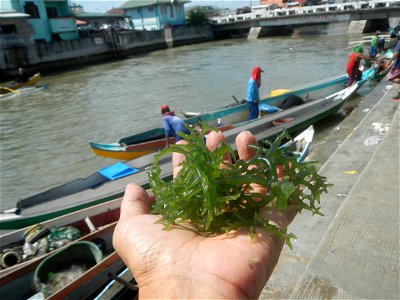 Caulerpa lentillifera   sea grapes or green caviar umi-budō (海ぶどう), Arosep
Edible seaweed  Medicinal plants Pagkaing-dagat Biyolohiyang pandagat