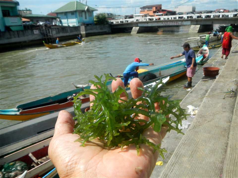 Caulerpa lentillifera   sea grapes or green caviar umi-budō (海ぶどう), Arosep
Edible seaweed  Medicinal plants Pagkaing-dagat Biyolohiyang pandagat