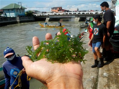 Caulerpa lentillifera   sea grapes or green caviar umi-budō (海ぶどう), Arosep
Edible seaweed  Medicinal plants Pagkaing-dagat Biyolohiyang pandagat