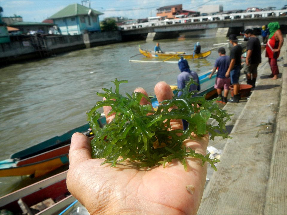 Caulerpa lentillifera   sea grapes or green caviar umi-budō (海ぶどう), Arosep
Edible seaweed  Medicinal plants Pagkaing-dagat Biyolohiyang pandagat