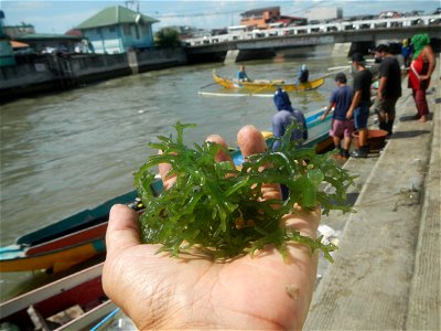 Caulerpa lentillifera   sea grapes or green caviar umi-budō (海ぶどう), Arosep
Edible seaweed  Medicinal plants Pagkaing-dagat Biyolohiyang pandagat
