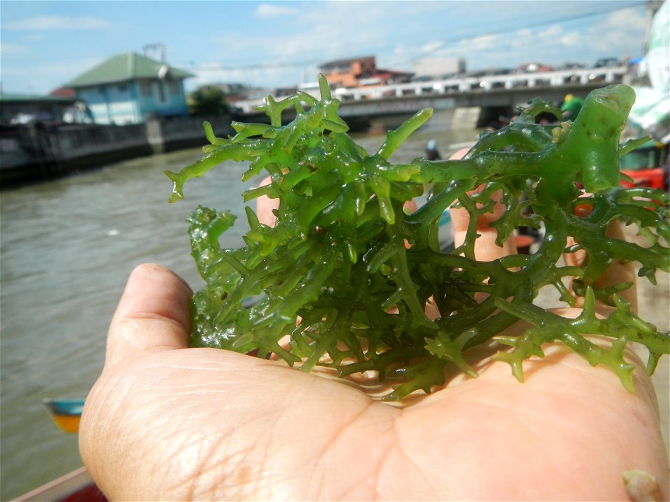 Caulerpa lentillifera   sea grapes or green caviar umi-budō (海ぶどう), Arosep
Edible seaweed  Medicinal plants Pagkaing-dagat Biyolohiyang pandagat