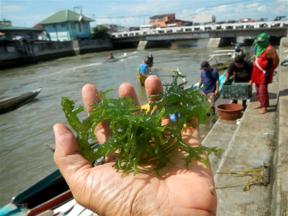 Caulerpa lentillifera   sea grapes or green caviar umi-budō (海ぶどう), Arosep
Edible seaweed  Medicinal plants Pagkaing-dagat Biyolohiyang pandagat