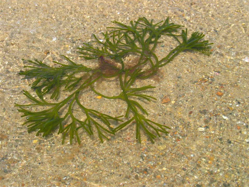 Codium fragile (Dead Man's Fingers), Massachusetts coast.
author: Flyingdream