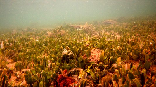Caulerpa prolifera, planta invasora en las aguas del Mar Menor en Cartagena (Spain).