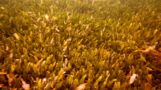 Caulerpa prolifera, invasive plant in Mar Menor in Cartagena (Spain)