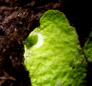 Bosellia mimetica Trinchese, 1891 feeds on chloroplasts of green algae Halimeda tuna (J. Ellis & Solander) Lamouroux, 1816 - pers. obs. - Banyuls-sur-Mer : 07/1991