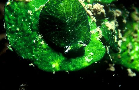 Bosellia mimetica Trinchese, 1891 feeds on chloroplasts of green algae Halimeda tuna J.V. Lamouroux, 1816 - pers. obs. - Banyuls-sur-Mer : 07/1991