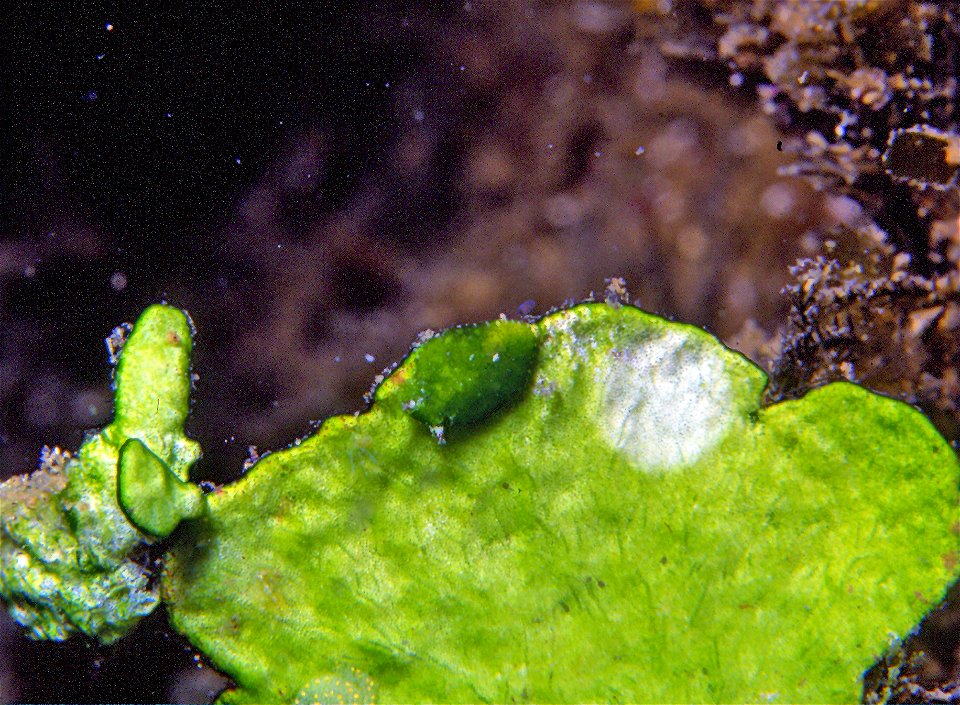 Bosellia mimetica Trinchese, 1891 feeds on chloroplasts of green algae Halimeda tuna (J. Ellis & Solander) Lamouroux, 1816 - pers. obs. - Banyuls-sur-Mer : 07/1991