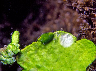 Bosellia mimetica Trinchese, 1891 feeds on chloroplasts of green algae Halimeda tuna (J. Ellis & Solander) Lamouroux, 1816 - pers. obs. - Banyuls-sur-Mer : 07/1991