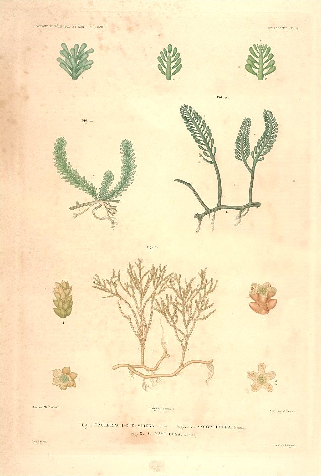 Flickr description
Botanique /. Paris :Gide et Cie,1845-1853.. <a href="https://biodiversitylibrary.org/page/10900033" rel="noreferrer nofollow">biodiversitylibrary.org/page/10900033</a> 
