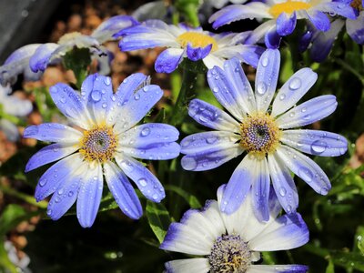 Jet the water cycle blue flower photo