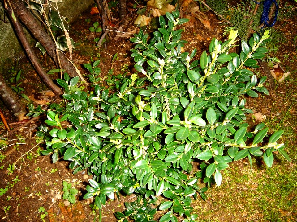 Buxus sempervirens photo