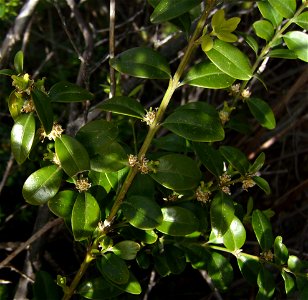 Buxus sempervirens shoot in anthesis ends, Castelltallat, Catalonia