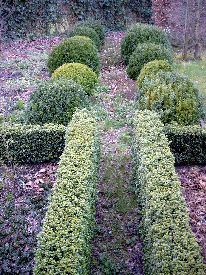 Gegroepeerde buxus in een siertuin