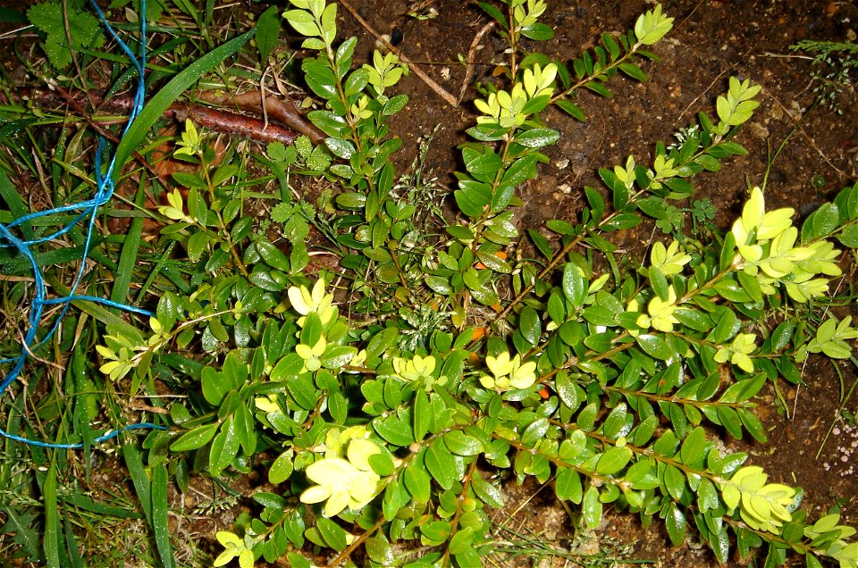 Buxus sempervirens