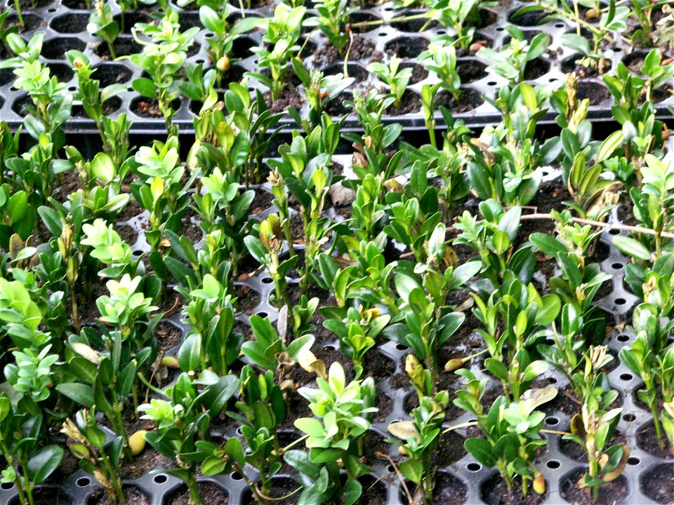 Buxus sempervirens slippings in tray