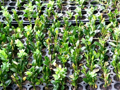 Buxus sempervirens slippings in tray photo