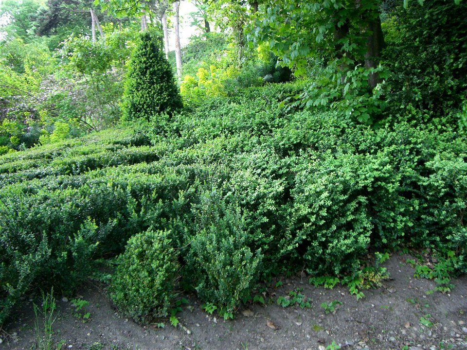 Parc des Hauteurs à Lyon Massif de buis dans le jardin du Rosaire