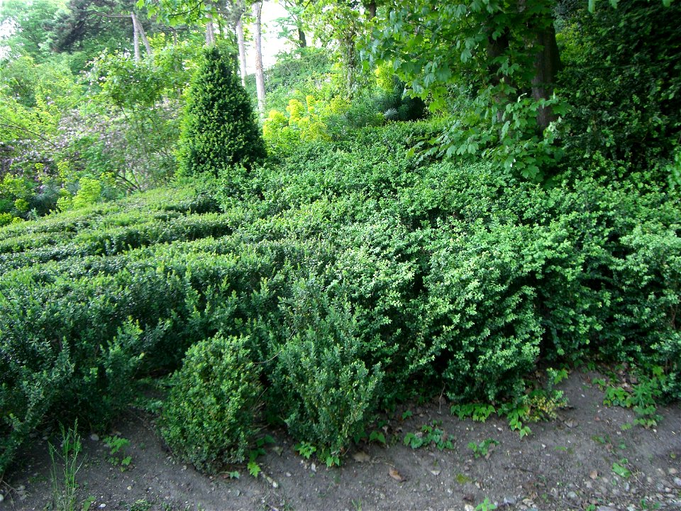 Parc des Hauteurs à Lyon Massif de buis dans le jardin du Rosaire photo