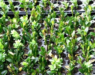 Softwood stemcuttings of Buxus sempervirens photo