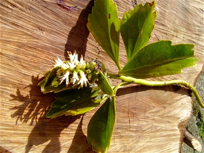 Pachysandra terminalis 
foto made by myself

Rob Hille