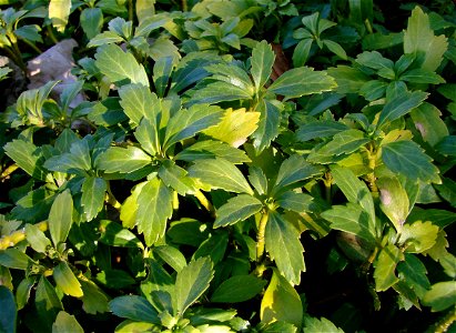 Pachysandra terminalis cultivée au Jardin des Plantes de Paris.