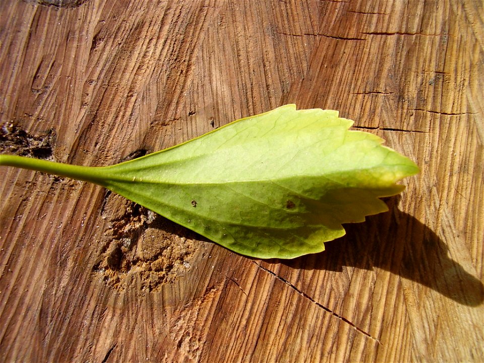 Pachysandra terminalis 
foto made by myself

Rob Hille