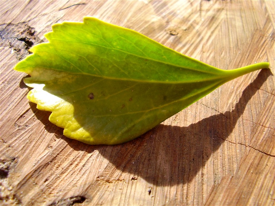Pachysandra terminalis 
foto made by myself

Rob Hille