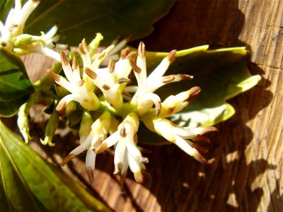 Pachysandra terminalis 
foto made by myself

Rob Hille