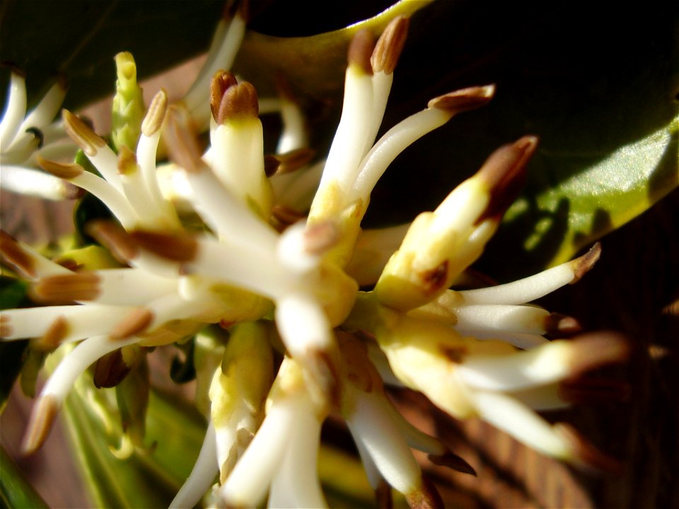 Pachysandra terminalis 
foto made by myself

Rob Hille