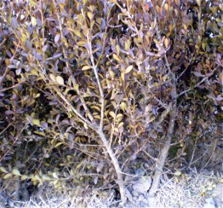 Winter foliage of Buxus microphylla in Changnyeong Culture Park, Changnyeong, Gyeongsangnam-do, South Korea.