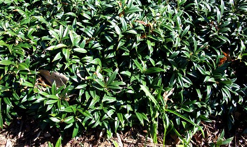 A photograph of Sarcococca hookeriana.