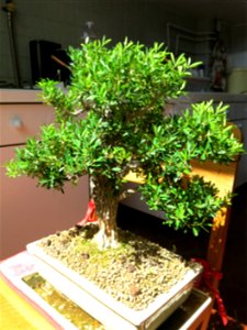 Buxus harlandii bonsai. photo